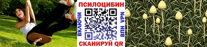 MEGA   сколько стоит  Самара  Псилоцибиновые грибы Cubensis 